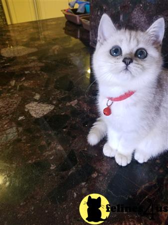 British Shorthair kitten for sale