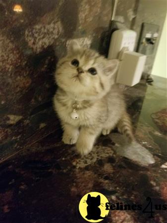 British Shorthair kitten for sale