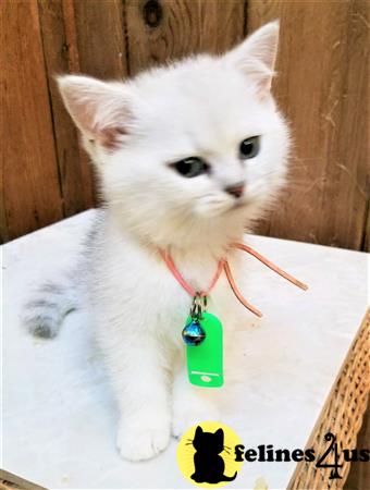 British Shorthair kitten for sale