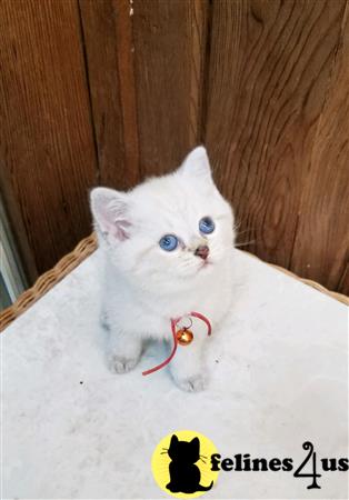 British Shorthair kitten for sale