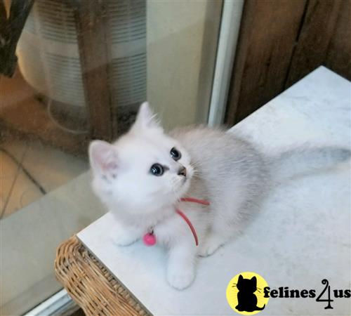 British Shorthair kitten for sale