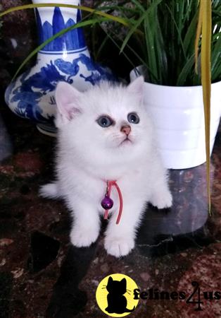 British Shorthair kitten for sale