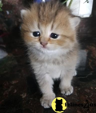 British Shorthair kitten for sale