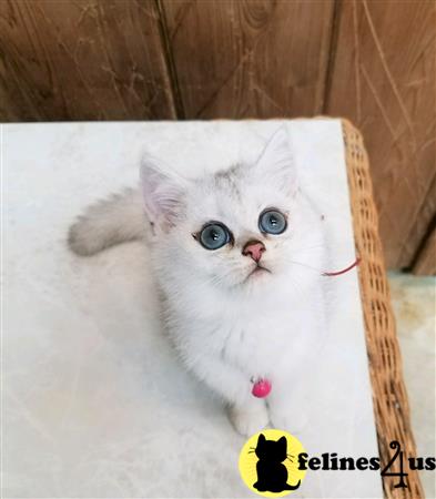 British Shorthair kitten for sale