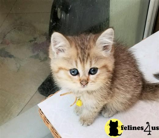 British Shorthair kitten for sale