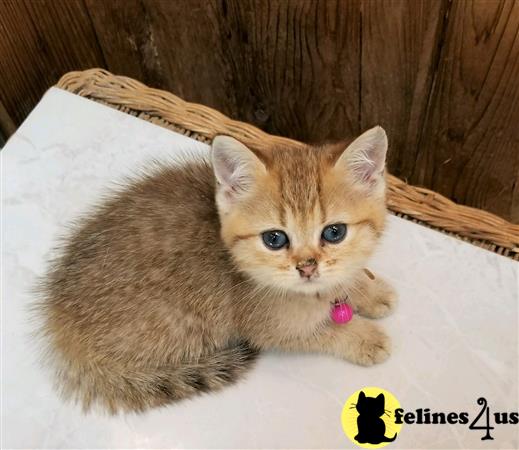 British Shorthair kitten for sale