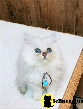 British Shorthair kitten for sale