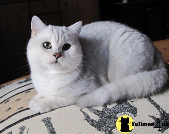 SmilingCats Picture 2
