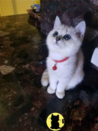 British Shorthair kitten for sale