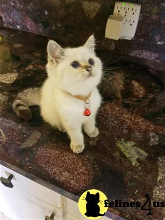 British Shorthair kitten for sale