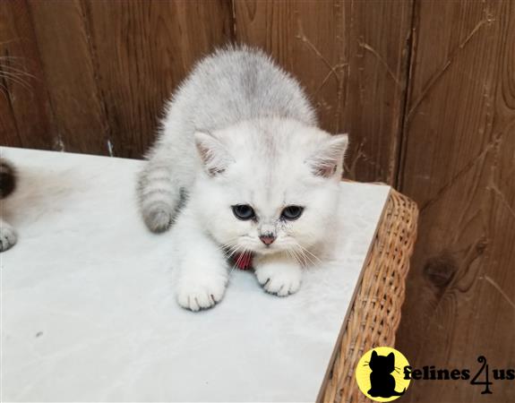 British Shorthair kitten for sale