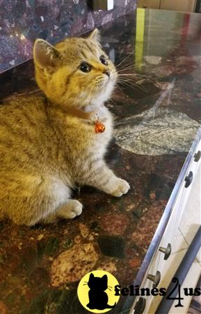 British Shorthair kitten for sale