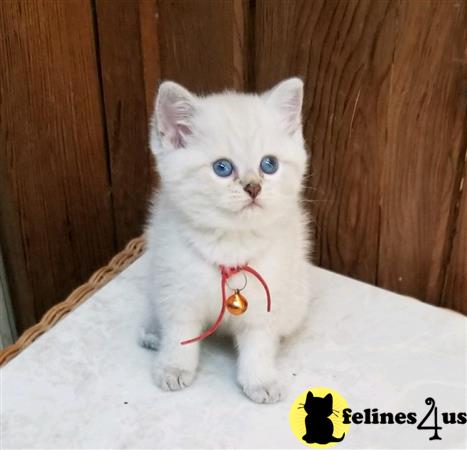 British Shorthair kitten for sale