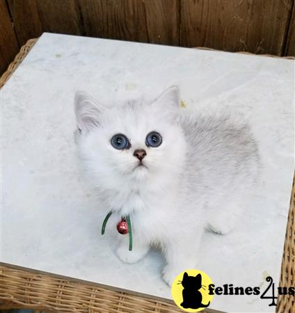 British Shorthair kitten for sale