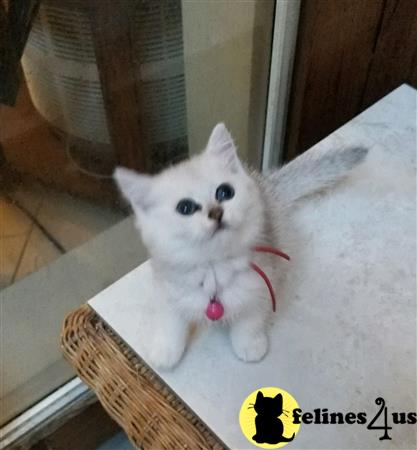 British Shorthair kitten for sale