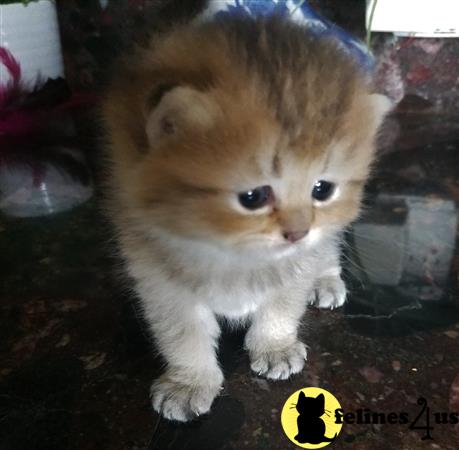 British Shorthair kitten for sale