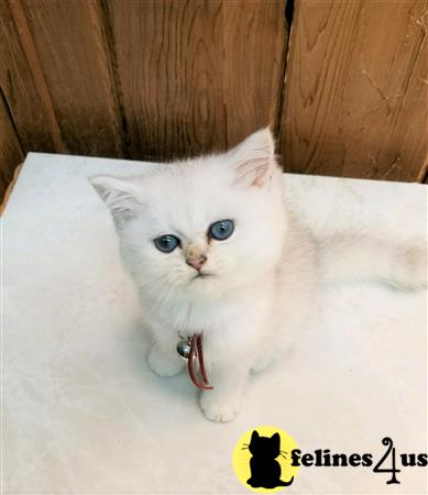 British Shorthair kitten for sale