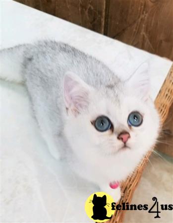 British Shorthair kitten for sale