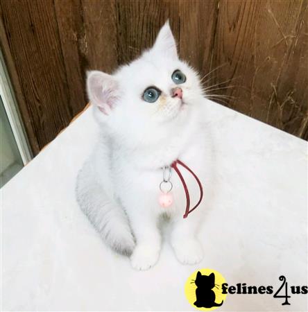 British Shorthair kitten for sale