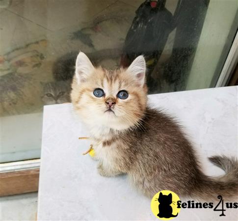 British Shorthair kitten for sale