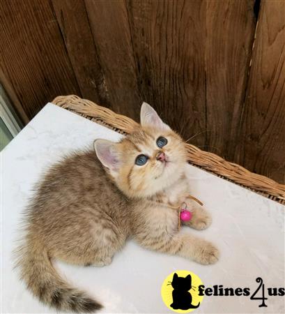 British Shorthair kitten for sale