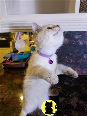 British Shorthair kitten for sale