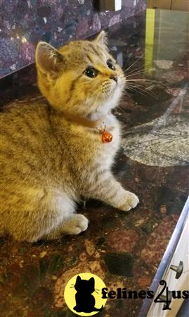 British Shorthair kitten for sale