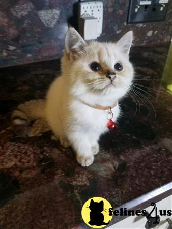 British Shorthair kitten for sale