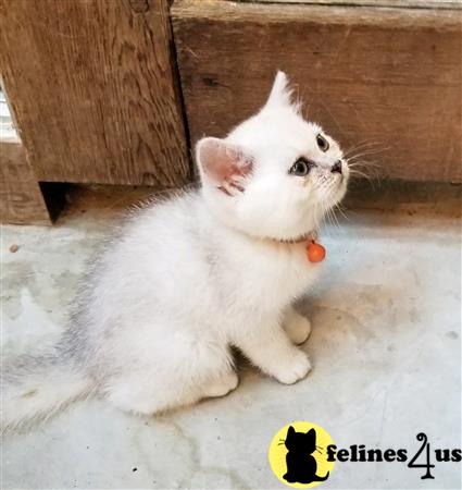 British Shorthair kitten for sale