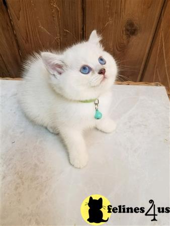 British Shorthair kitten for sale