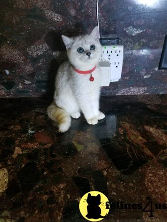 British Shorthair kitten for sale