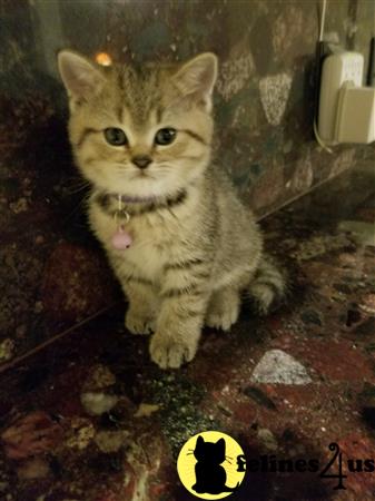 British Shorthair kitten for sale