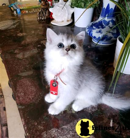 British Shorthair kitten for sale