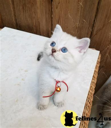 British Shorthair kitten for sale