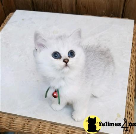 British Shorthair kitten for sale