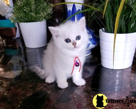 British Shorthair kitten for sale