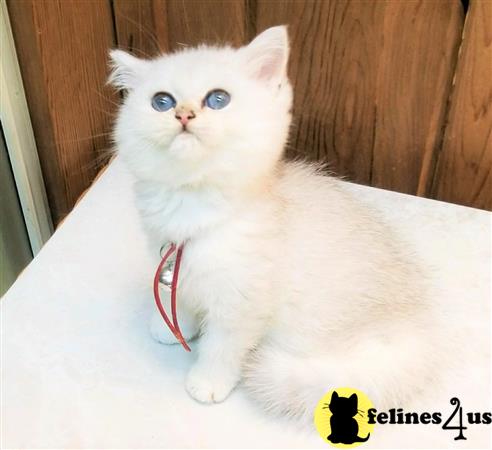 British Shorthair kitten for sale