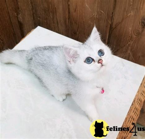 British Shorthair kitten for sale