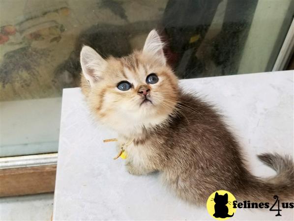 British Shorthair kitten for sale