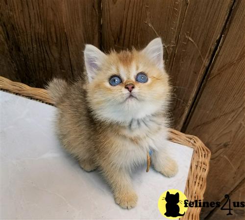 British Shorthair kitten for sale