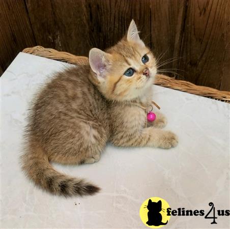 British Shorthair kitten for sale