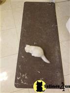 british shorthair kitten posted by SmilingCats