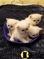 british shorthair kitten posted by SmilingCats