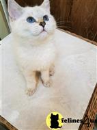 british shorthair kitten posted by SmilingCats