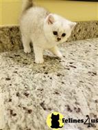 british shorthair kitten posted by SmilingCats