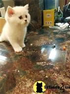 british shorthair kitten posted by SmilingCats