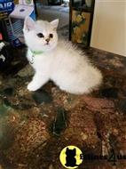 british shorthair kitten posted by SmilingCats