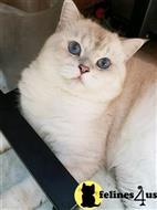 british shorthair cat posted by SmilingCats