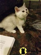 british shorthair kitten posted by SmilingCats