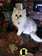 british shorthair kitten posted by SmilingCats
